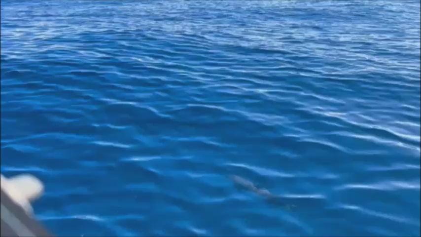 Load video: A wild dolphin swimming alongside a boat in the clear turquoise waters of Roatan, Honduras, hosted by Crawfish Dive &amp; Excursions